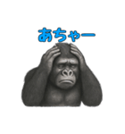 gorigoriのゴリラスタンプ1（個別スタンプ：5）