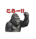 gorigoriのゴリラスタンプ1（個別スタンプ：6）