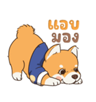 小さな柴犬 とてもかわいい子犬です（個別スタンプ：11）