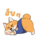 小さな柴犬 とてもかわいい子犬です（個別スタンプ：15）