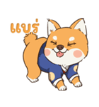 小さな柴犬 とてもかわいい子犬です（個別スタンプ：16）