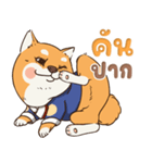 小さな柴犬 とてもかわいい子犬です（個別スタンプ：22）