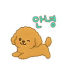 プードル 日本語＆韓国語（個別スタンプ：11）