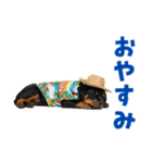 ロットワイラー子犬の夏スタンプ（個別スタンプ：5）