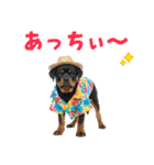 ロットワイラー子犬の夏スタンプ（個別スタンプ：10）