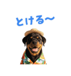 ロットワイラー子犬の夏スタンプ（個別スタンプ：11）