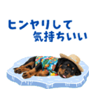 ロットワイラー子犬の夏スタンプ（個別スタンプ：13）