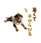 ロットワイラー子犬の夏スタンプ（個別スタンプ：16）