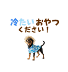 ロットワイラー子犬の夏スタンプ（個別スタンプ：25）