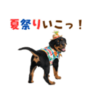 ロットワイラー子犬の夏スタンプ（個別スタンプ：30）