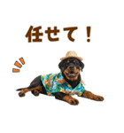 ロットワイラー子犬の夏スタンプ（個別スタンプ：34）