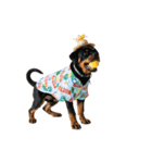 ロットワイラー子犬の夏スタンプ（個別スタンプ：39）