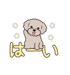 『トイプードル』毎日使えるデカ文字．4（個別スタンプ：2）