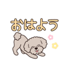 『トイプードル』毎日使えるデカ文字．4（個別スタンプ：13）