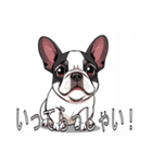 フレンチブルドッグがいっぱい（個別スタンプ：16）