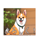 バセンジーがいっぱい（個別スタンプ：7）