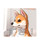 バセンジーがいっぱい（個別スタンプ：37）