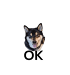 黒柴犬 柴犬 イケメン フェル 19（個別スタンプ：2）