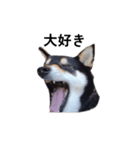 黒柴犬 柴犬 イケメン フェル 19（個別スタンプ：3）