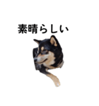 黒柴犬 柴犬 イケメン フェル 19（個別スタンプ：4）