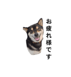 黒柴犬 柴犬 イケメン フェル 19（個別スタンプ：6）