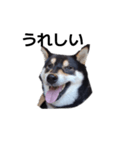 黒柴犬 柴犬 イケメン フェル 19（個別スタンプ：7）