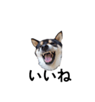 黒柴犬 柴犬 イケメン フェル 19（個別スタンプ：8）
