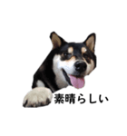 柴犬 黒柴犬 フェル 毎日デカ文字 14（個別スタンプ：1）
