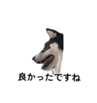 柴犬 黒柴犬 フェル 毎日デカ文字 14（個別スタンプ：4）