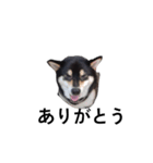 柴犬 黒柴犬 フェル 毎日デカ文字 14（個別スタンプ：5）