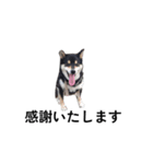 柴犬 黒柴犬 フェル 毎日デカ文字 14（個別スタンプ：7）
