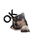 柴犬 黒柴犬 フェル 毎日デカ文字 14（個別スタンプ：8）