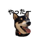 黒柴犬 柴犬 毎日デカ文字 フェル 16（個別スタンプ：1）
