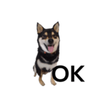 黒柴犬 柴犬 毎日デカ文字 フェル 16（個別スタンプ：2）