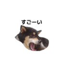 黒柴犬 柴犬 毎日デカ文字 フェル 16（個別スタンプ：3）