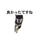 黒柴犬 柴犬 毎日デカ文字 フェル 16（個別スタンプ：4）