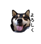 黒柴犬 柴犬 毎日デカ文字 フェル 16（個別スタンプ：5）