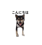 黒柴犬 柴犬 毎日デカ文字 フェル 16（個別スタンプ：6）