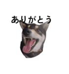黒柴犬 柴犬 毎日デカ文字 フェル 16（個別スタンプ：7）