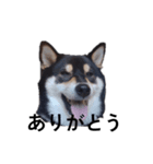 黒柴 柴犬 毎日デカ文字 フェル17（個別スタンプ：2）