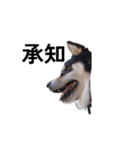 黒柴 柴犬 毎日デカ文字 フェル17（個別スタンプ：3）