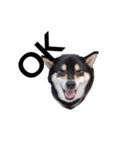 黒柴 柴犬 毎日デカ文字 フェル17（個別スタンプ：4）