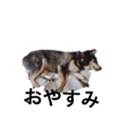黒柴 柴犬 毎日デカ文字 フェル17（個別スタンプ：6）