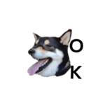黒柴犬 柴犬 イケメン毎日 癒し18（個別スタンプ：1）