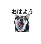 黒柴犬 柴犬 イケメン毎日 癒し18（個別スタンプ：2）