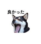 黒柴犬 柴犬 イケメン毎日 癒し18（個別スタンプ：3）
