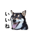 黒柴犬 柴犬 イケメン毎日 癒し18（個別スタンプ：4）