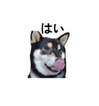 黒柴犬 柴犬 イケメン毎日 癒し18（個別スタンプ：6）