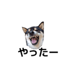 黒柴犬 柴犬 イケメン毎日 癒し18（個別スタンプ：8）