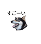 イケメン 黒柴犬 フェル 柴犬 毎日18（個別スタンプ：1）